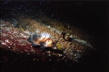 ROCKFISH ON WALL