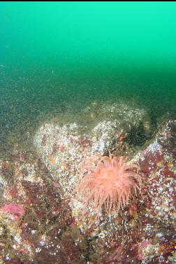 crimson anemone and mysids