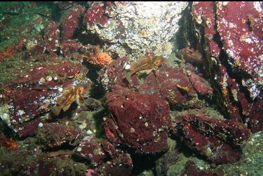 copper rockfish 