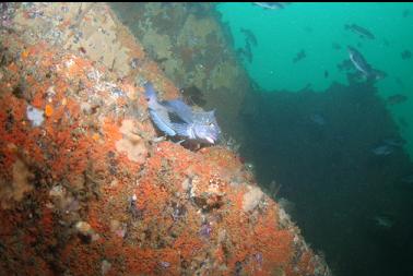 kelp greenling on wall