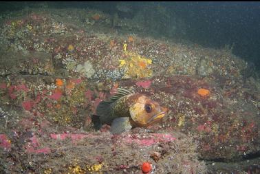 quillback rockfish