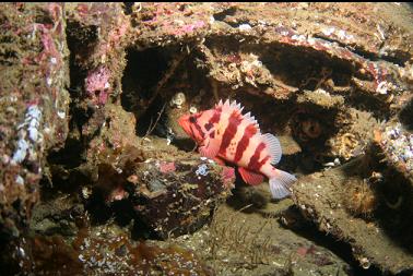 tiger rockfish