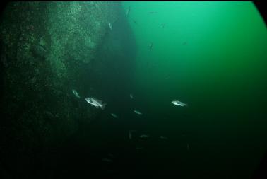 rockfish school
