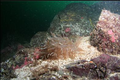 giant nudibranch