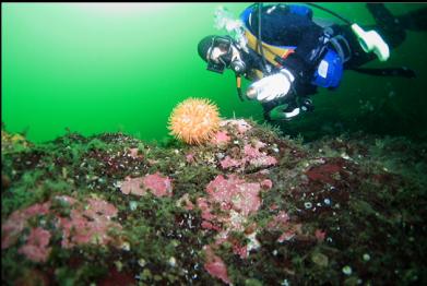 another swimming anemone