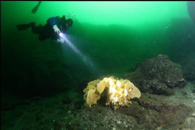 cloud sponge