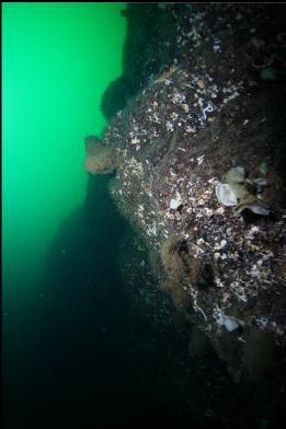 small sponges on wall