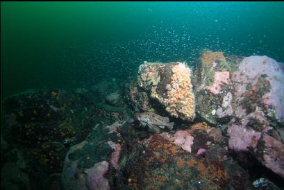 brown rockfish near zoanthids and school of mysid shrimp 