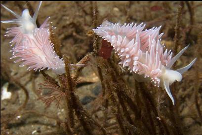 nudibranchs