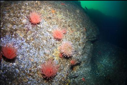 anemones