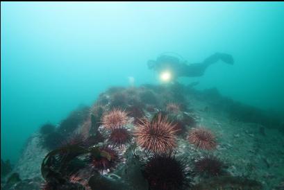 above urchins