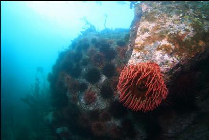 anemone and urchins