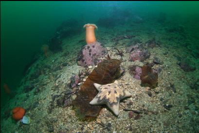 seastar and plumose anemones at top of small wall