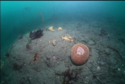 closed-up anemone at base of reefs