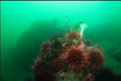 urchins on deeper reef