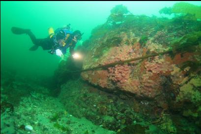 tunicate colonies on reef