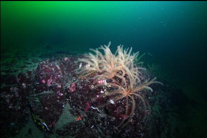 feather stars at top of wall