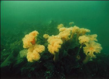 PLUMOSE ANEMONES