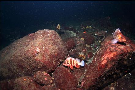 tiger rockfish