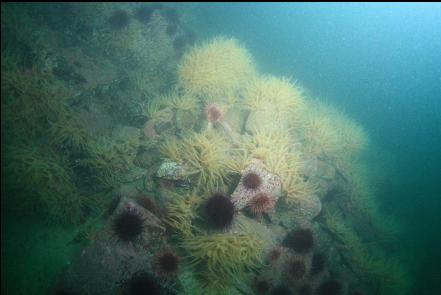 feather stars and urchins on boulders