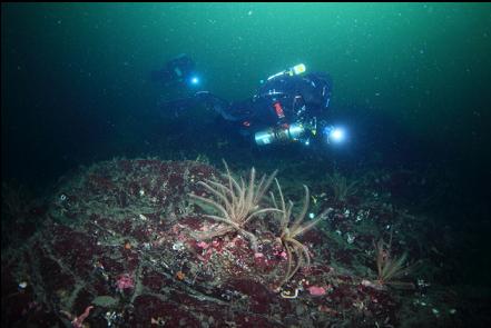 feather stars