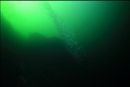 school of herring