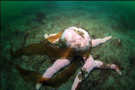 seastar and fish