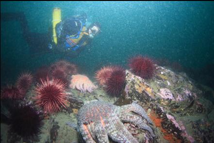 sunflower stars and urchins