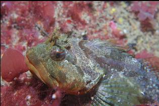 SCULPIN