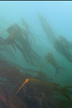 NEW BULL KELP IN BAY