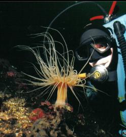 TUBE-DWELLING ANEMONE