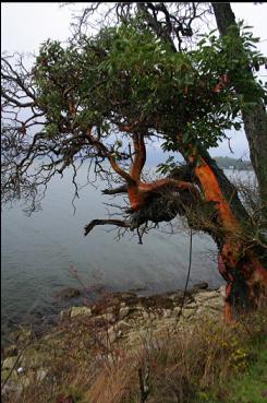 ARBUTUS TREE AT END OF TRAIL