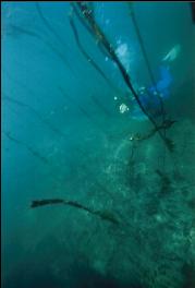 DIVER AND DEAD KELP IN WINTER