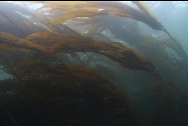 kelp