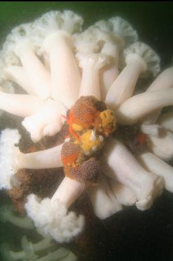 plumose anemones and tunicates