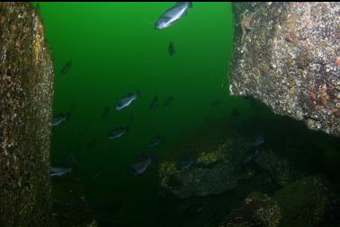 black rockfish