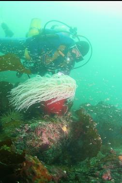 fish-eating anemone and shrimp