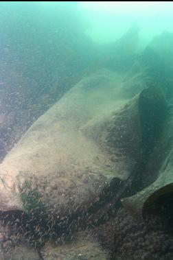 silty bottom kelp and mysids