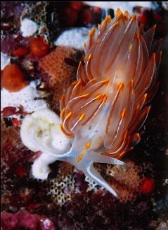 OPALESCENT NUDIBRANCH