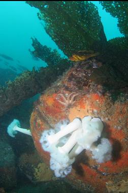 copper rockfish and plumose anemones at top of wall