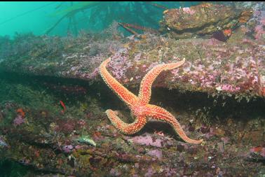 seastar on beam