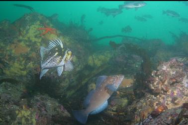 kelp greenling and rockfish