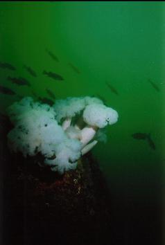 PLUMOSE ANEMONES AND ROCKFISH