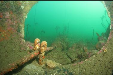 looking out of old sewer pipe