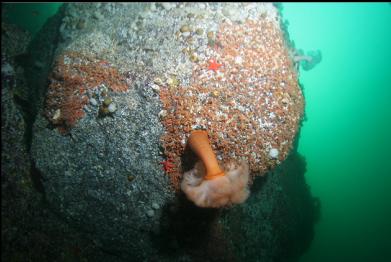 plumose anemone and zoanthids on deeper reef