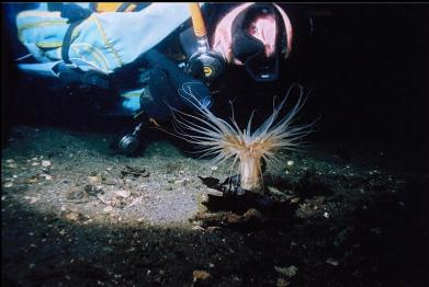 TUBE DWELLING ANEMONE ON SANDY BOTTOM