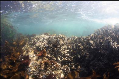 barnacles and mussels