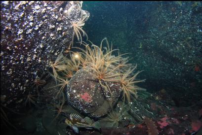 copper rockfish and feather stars