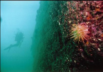 CRIMSON ANEMONE ON WALL