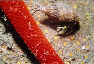 HERMIT CRAB, BLOOD STAR ARM